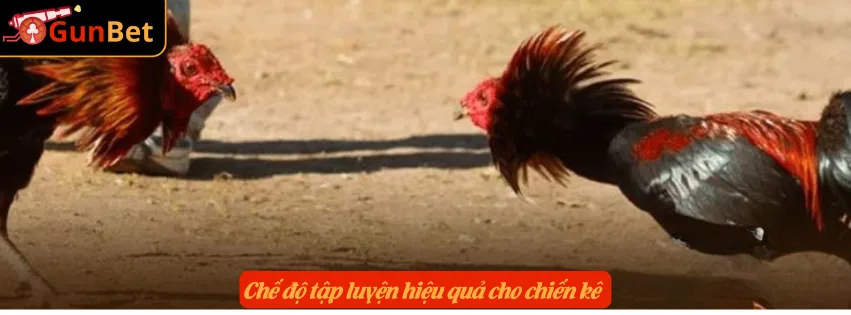 Chế độ tập luyện hiệu quả cho chiến kê 