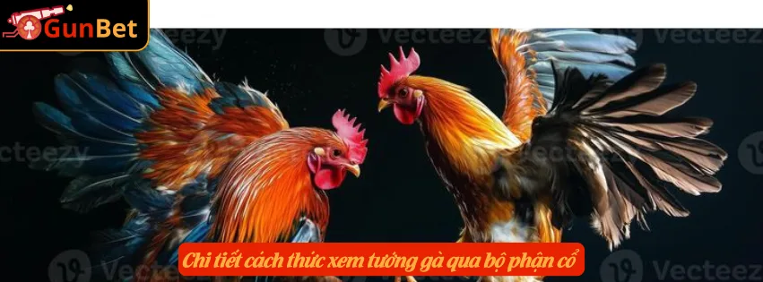 Chi tiết cách thức xem tướng gà qua bộ phận cổ 