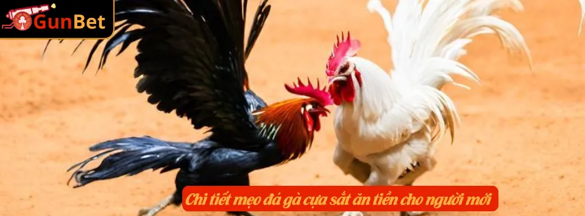 Chi tiết mẹo đá gà cựa sắt ăn tiền cho người mới
