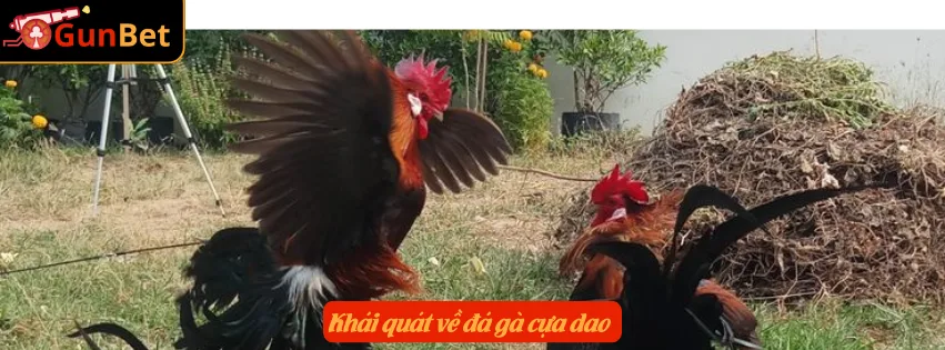 Khái quát về đá gà cựa dao 