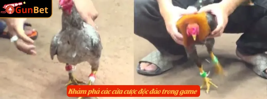 Khám phá các cửa cược độc đáo trong game 