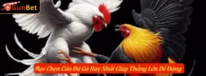 Mẹo Chọn Cửa Đá Gà Hay Nhất Giúp Thắng Lớn Dễ Dàng